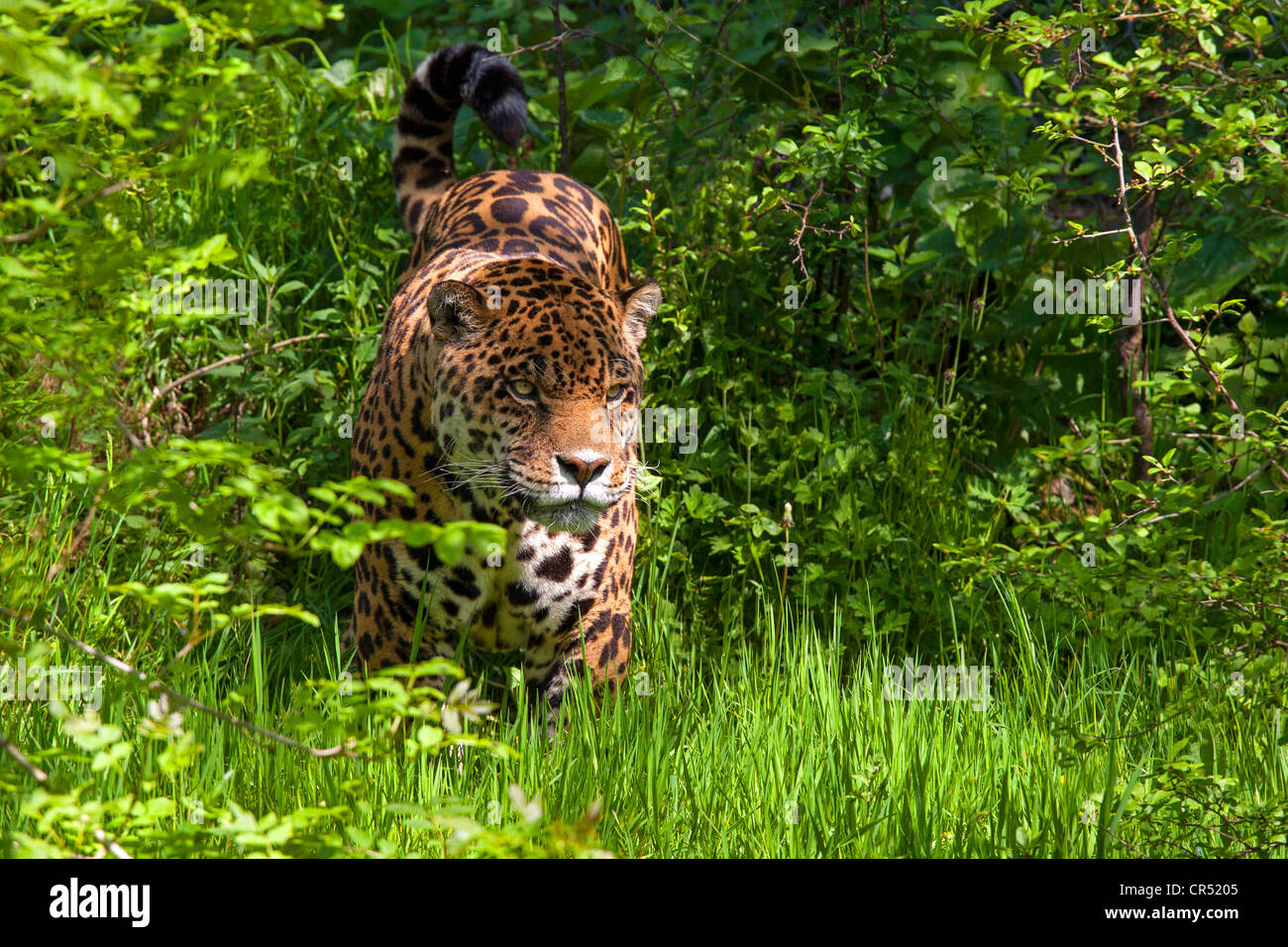 Jaguar Stockfoto