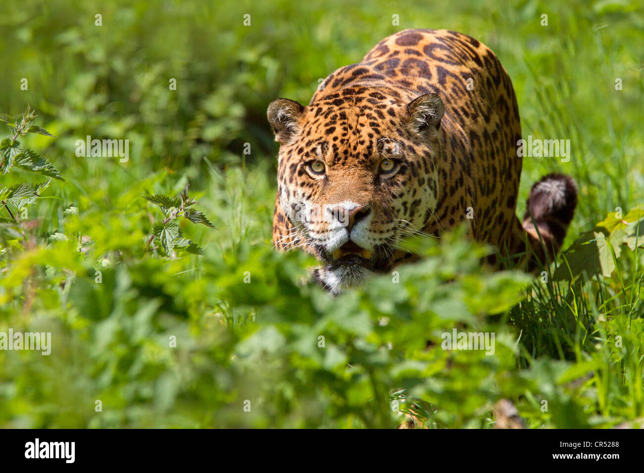 Jaguar Stockfoto