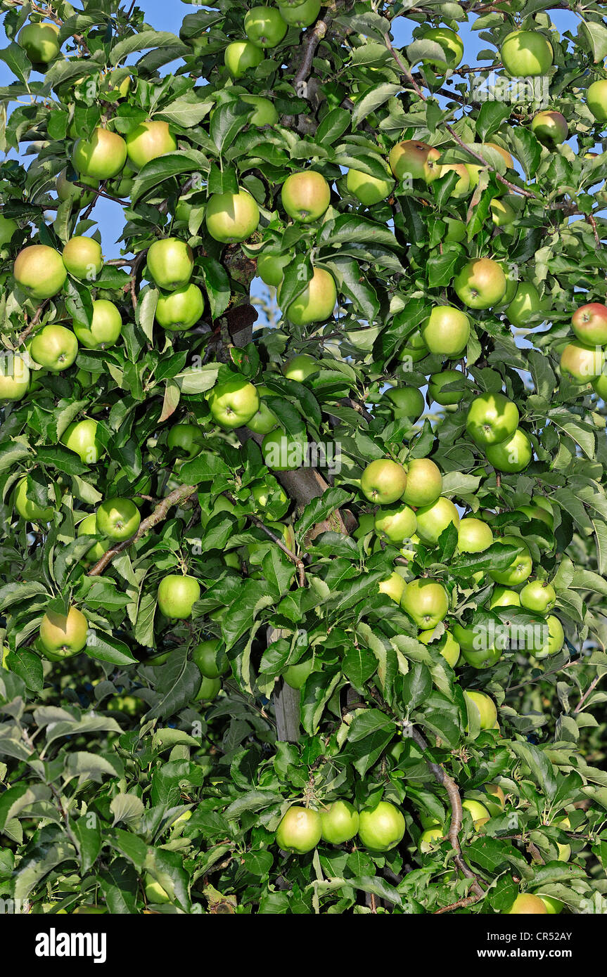 Äpfel (Malus Domestica) auf einem Baum, Altes Land, Niedersachsen, Deutschland, Europa Stockfoto
