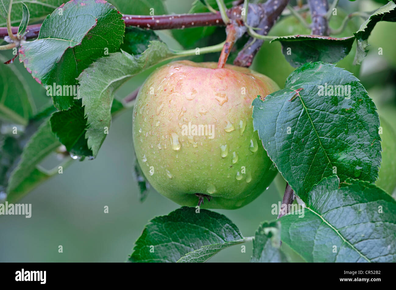 Apfel (Malus Domestica) auf einem Zweig, Altes Land, Niedersachsen, Deutschland, Europa Stockfoto