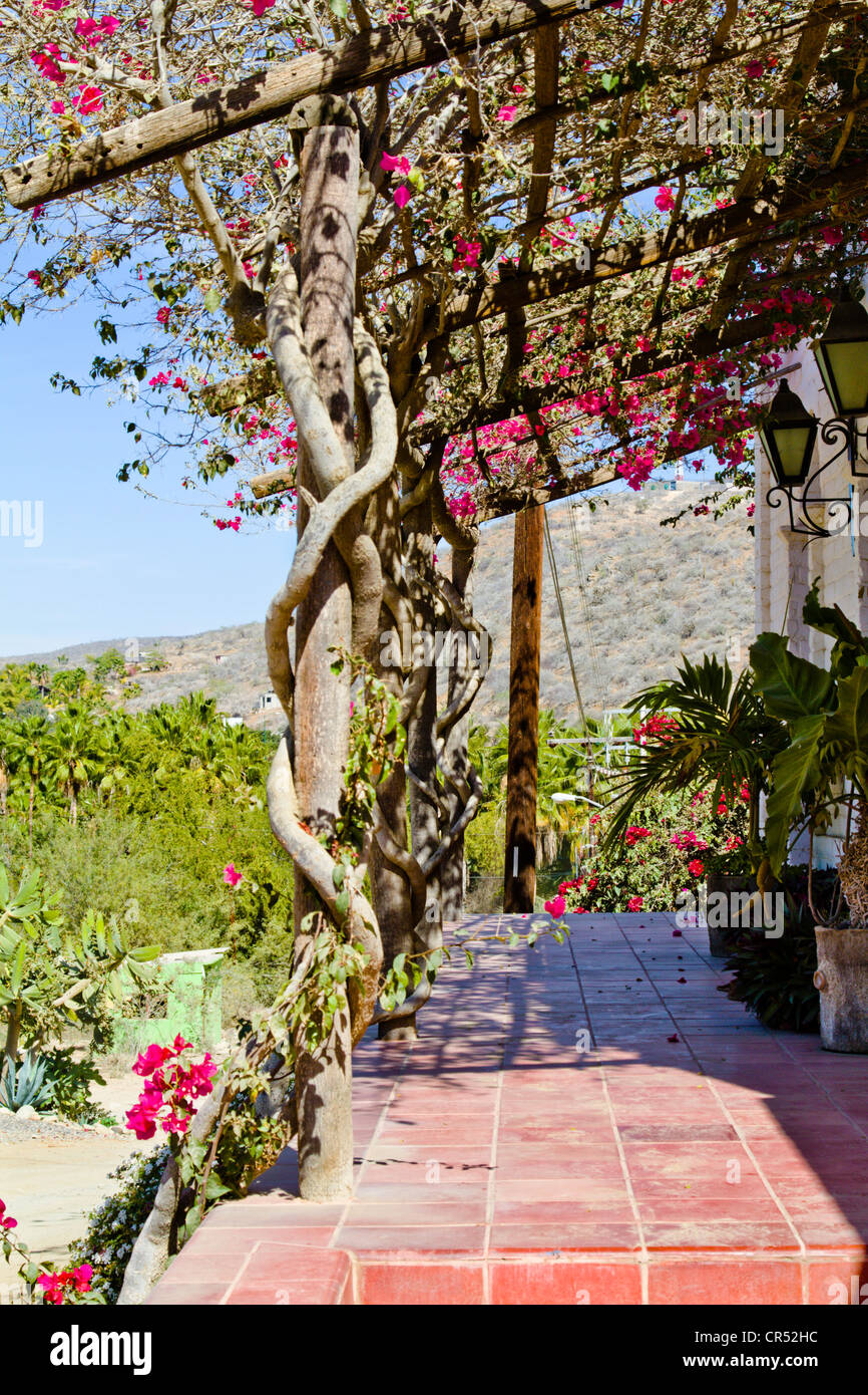 Veranda des historischen Hauses in "Todos Santos" Baja Mexiko Stockfoto