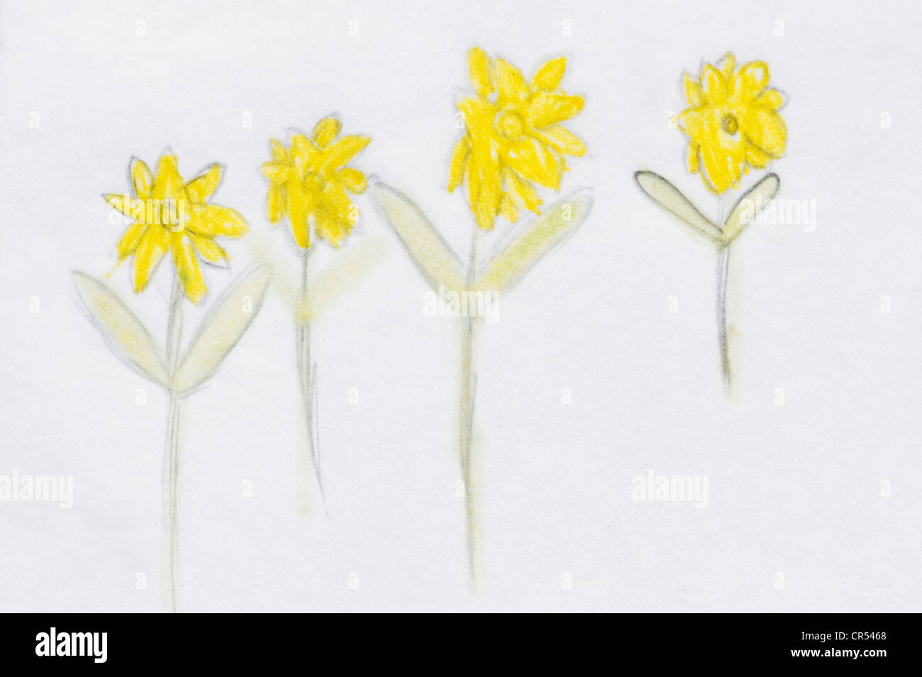Childs, die Zeichnung der Narzisse Blumen Stockfoto