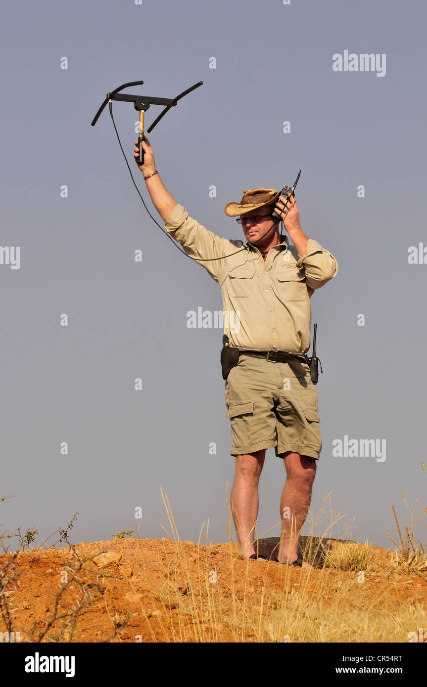 Tracking von Geparden mit Radio Kragen mit einer Antenne auf dem Gelände der Okonjima Guest Farm, Namibia, Afrika Stockfoto