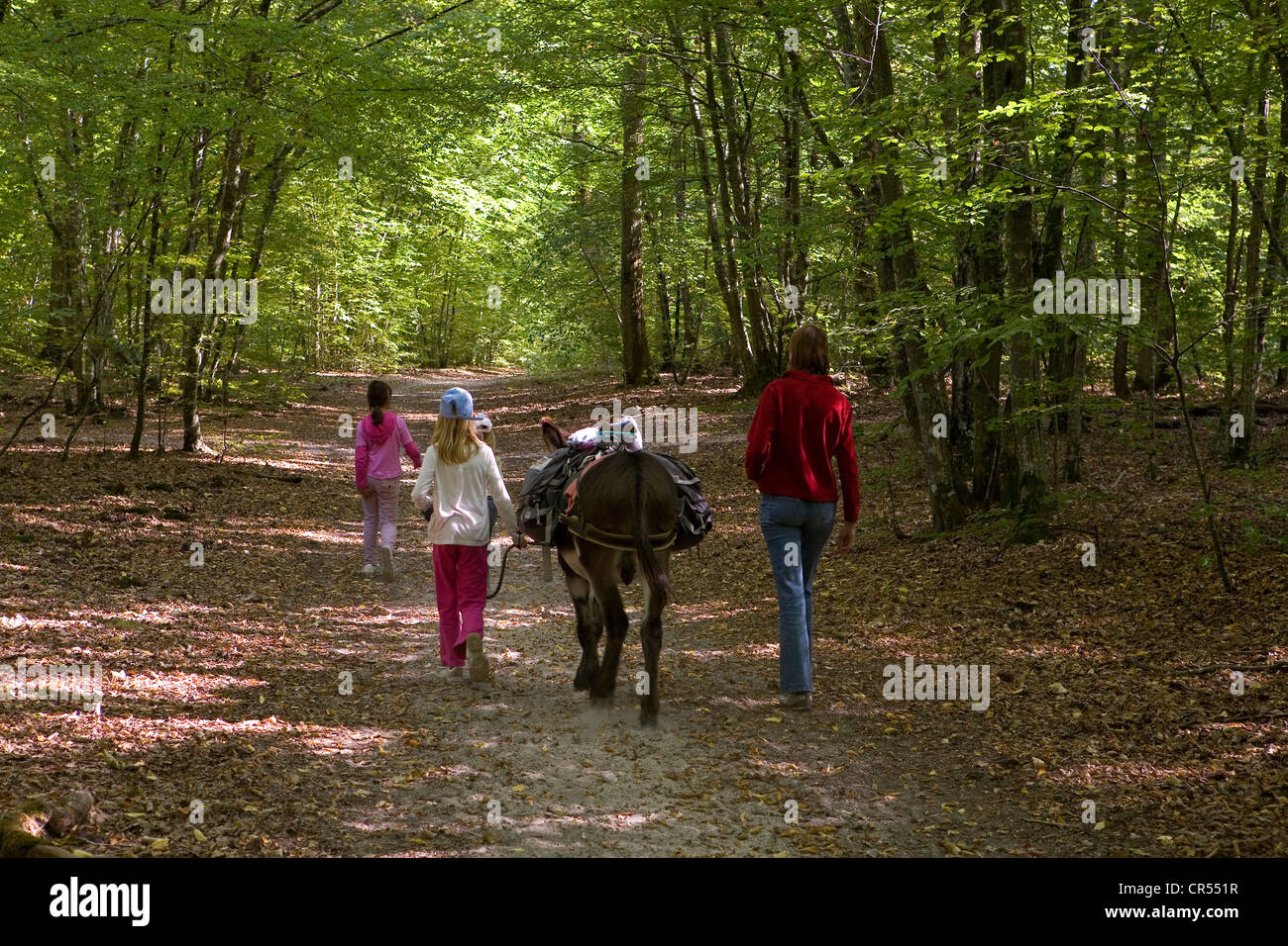 Frankreich, Seine et Marne, Fontainebleau Wald, Wandern mit Esel Anerie Bacotte zwischen Bois le Roi und Samois-Sur-Seine Stockfoto