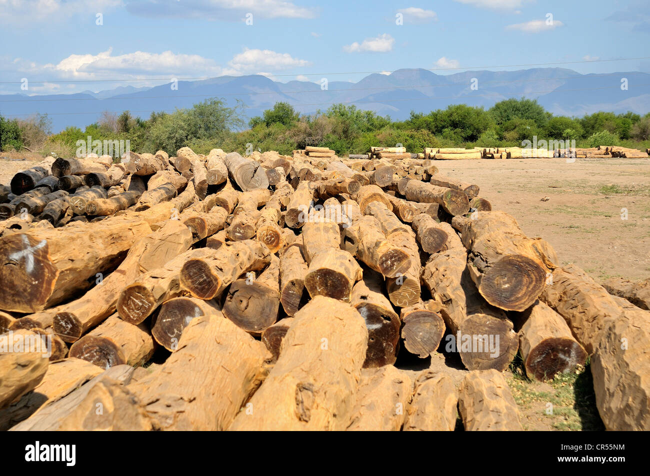 Wertvolles Tropenholz aus dem Wald des Gran Chaco lagert sich bei eines Großhändlers, Salta Provinz, Argentinien, Südamerika Stockfoto