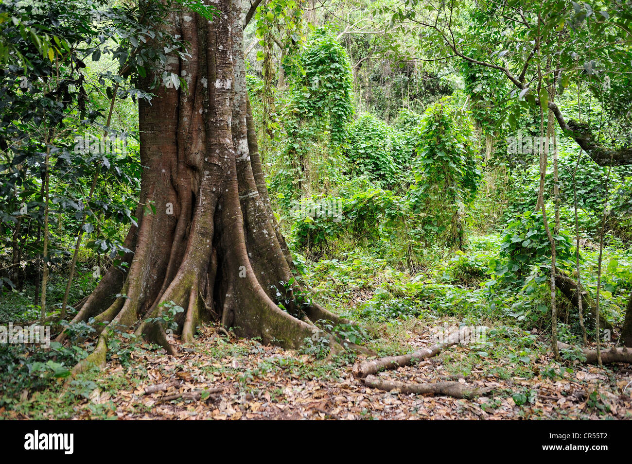 Baum mit einem dicken Stamm in einem tropischen Berg Wald, Regenwald, El Salvador, Mittelamerika, Lateinamerika Stockfoto Baum mit einem dicken Stamm in einem tropischen Berg Wald, Regenwald, El Salvador, Mittelamerika, Lateinamerika Stockfoto