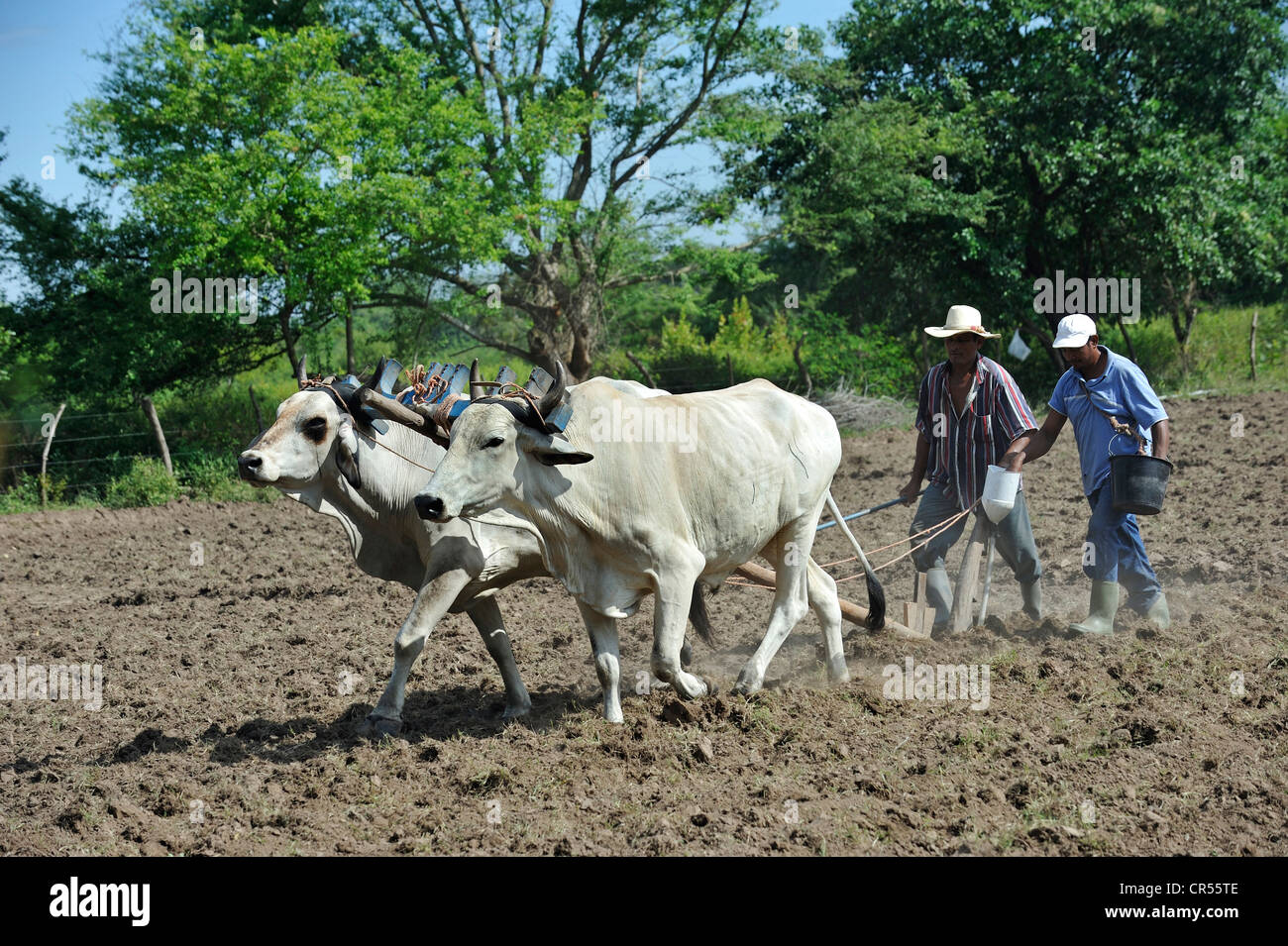 Zwei Bauern Pflügen das Feld mit zwei Ochsen, Joch Ochsen, El Angel, Bajo Lempa, El Salvador, Mittelamerika, Lateinamerika Stockfoto