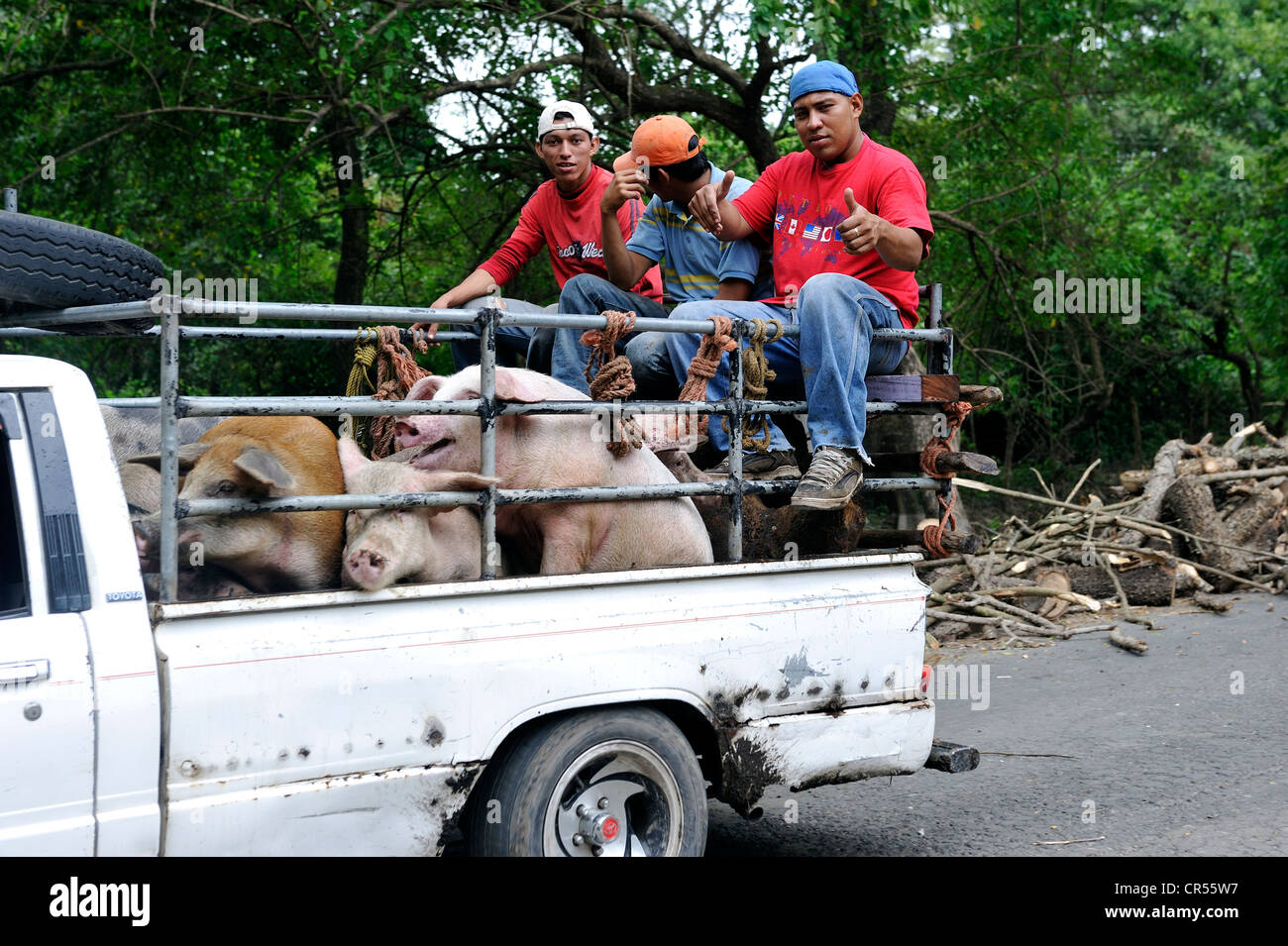 Junge Menschen, Transport von Schweinen auf einem Pick-up, El Angel, Bajo Lempa, El Salvador, Mittelamerika, Lateinamerika Stockfoto