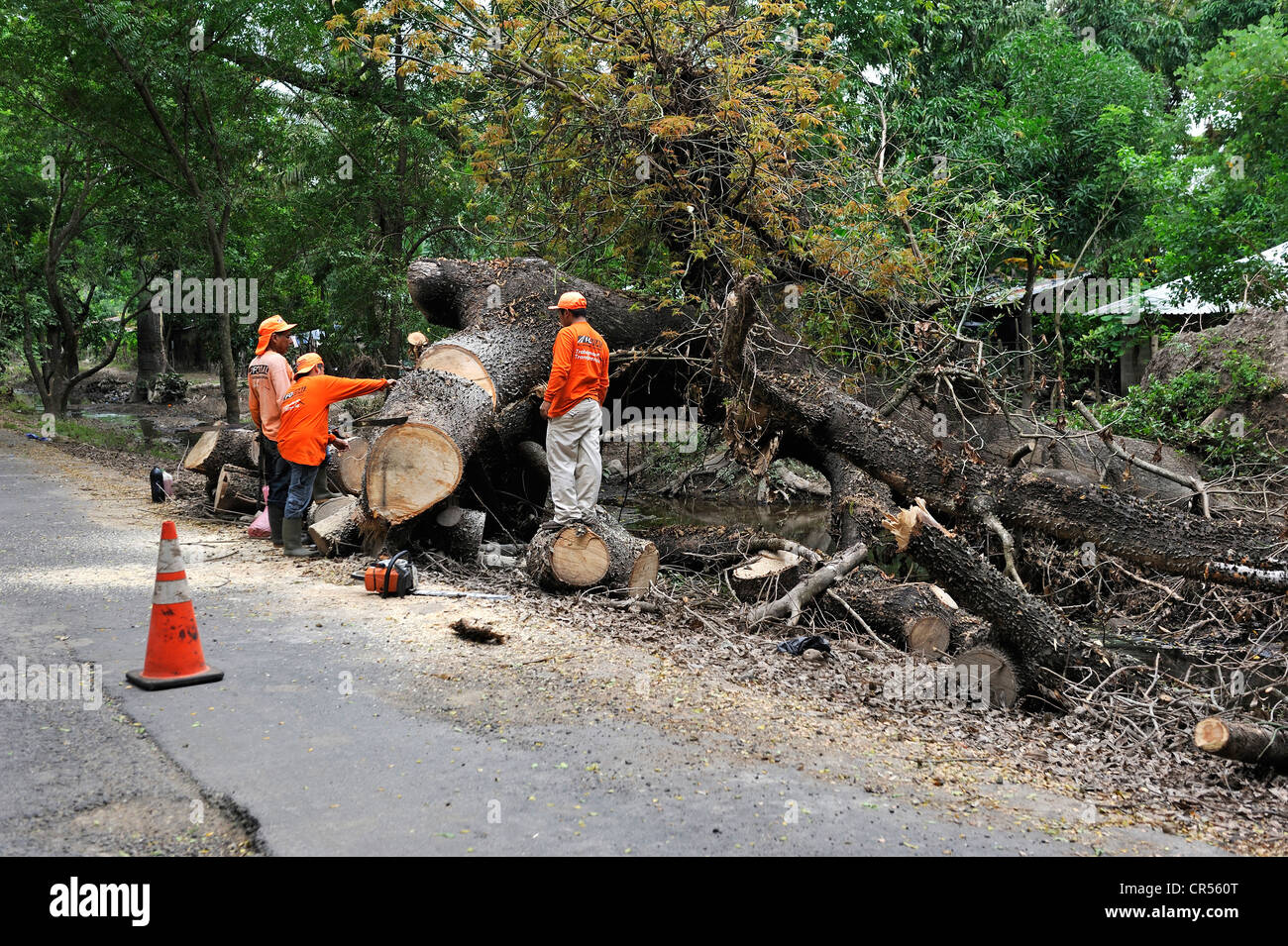 Arbeiter, die versuchen, einen großen Baumstamm entfernen fiel, die auf der Straße in der Flutkatastrophe vom Oktober 2011, El Angel, Jiquilisco Stockfoto