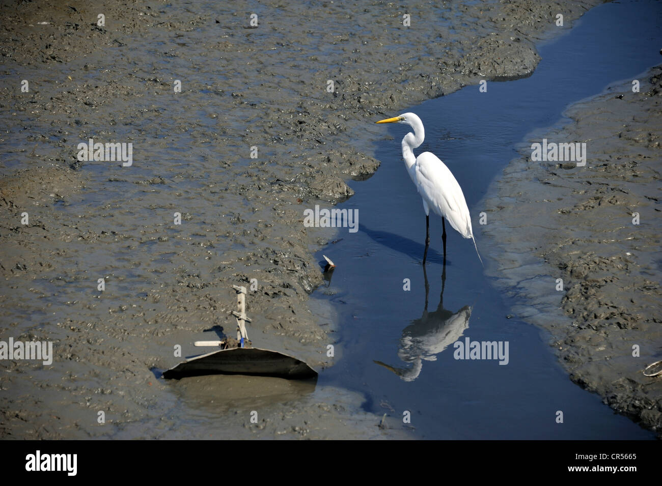 Silberreiher (Casmerodius Albus) am Strand bei Ebbe, Pedra de Guaratiba, Rio De Janeiro, Bahia de Sepitiba, Sepitiba Bay Stockfoto