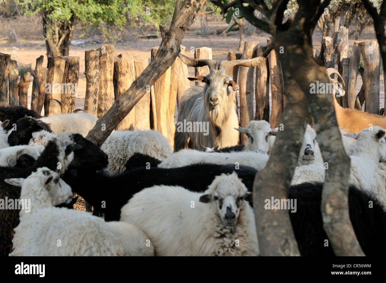 Gehäuse für Schafe und Ziegen, indigenen Gemeinschaft von Zapota, Gran Chaco, Salta, Argentinien, Südamerika Stockfoto