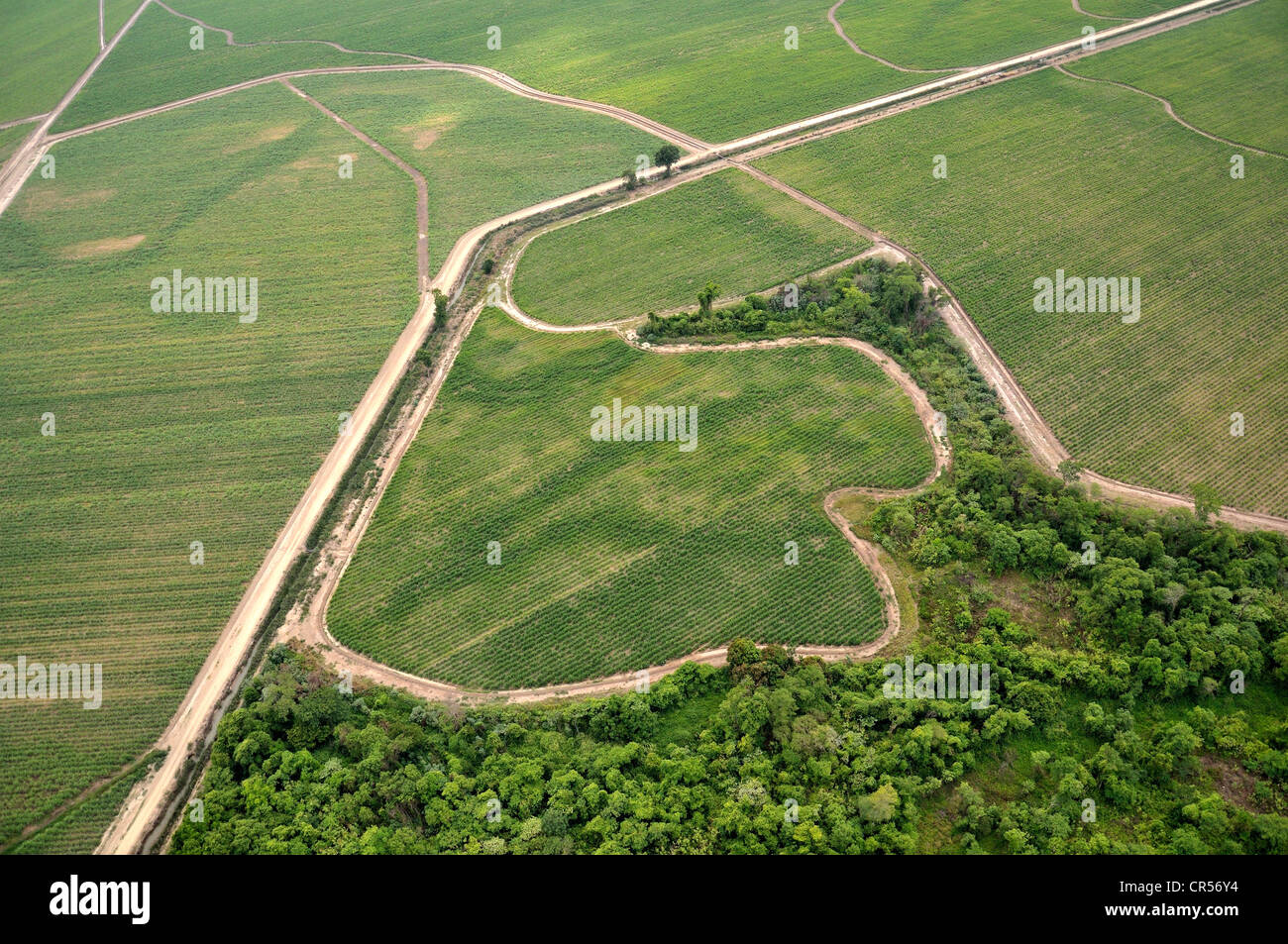 Luftaufnahme, Bereich der Zuckerrohr zur Herstellung von Biodiesel und einem Bewässerungskanal, Gran Chaco-Region, Provinz Salta Stockfoto