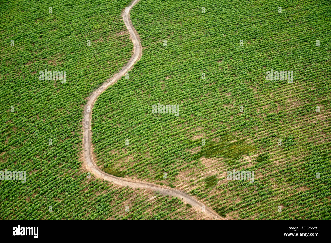 Luftaufnahme, Bereich der Zuckerrohr zur Herstellung von Biodiesel und einem Bewässerungskanal, Gran Chaco-Region, Provinz Salta Stockfoto