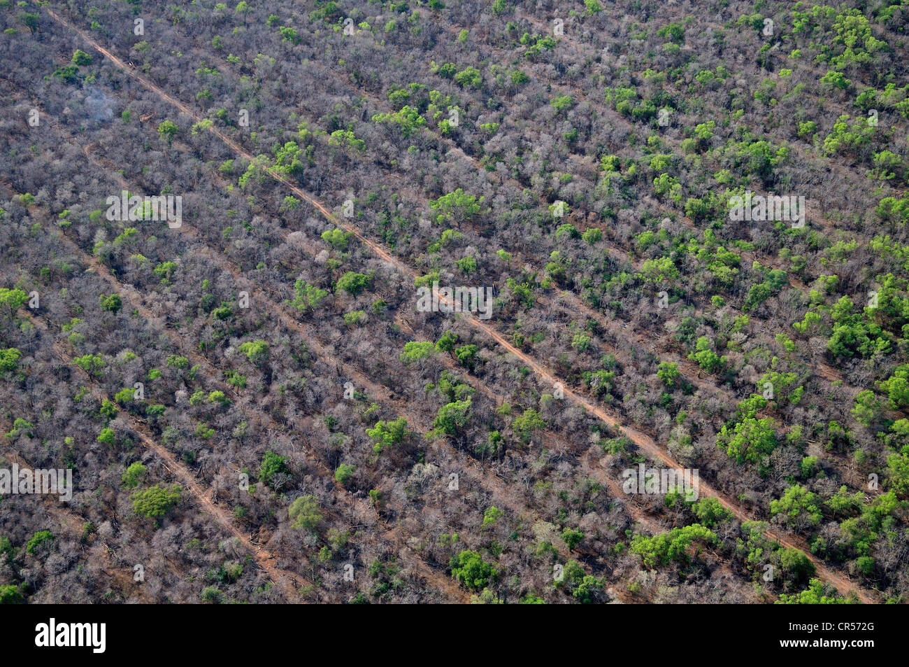 Luftbild, illegale Schrägstrich-und-Brennen im Gran Chaco, erste, parallele Gänge sind geschnitten, dann zwei Planierraupen mit einer Kette zwischen Stockfoto