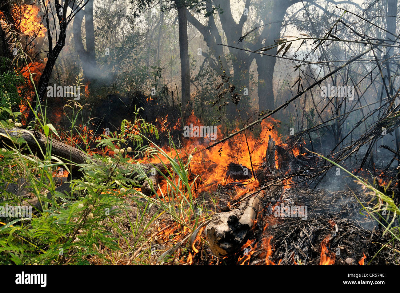 Entwaldung durch Abbrennen zur Gewinnung von Ackerland mit Grossgrundbesitzern, Gran Chaco, Argentinien Stockfoto