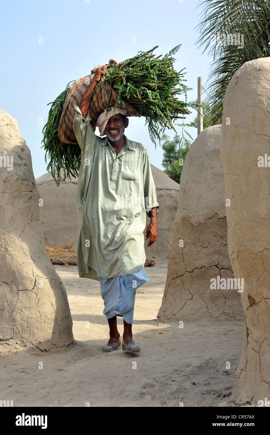 Landwirt mit Gras- und Futter zusammengebunden auf seinem Kopf, Basti Lehar Walla Dorf, Punjab, Pakistan, Asien Stockfoto