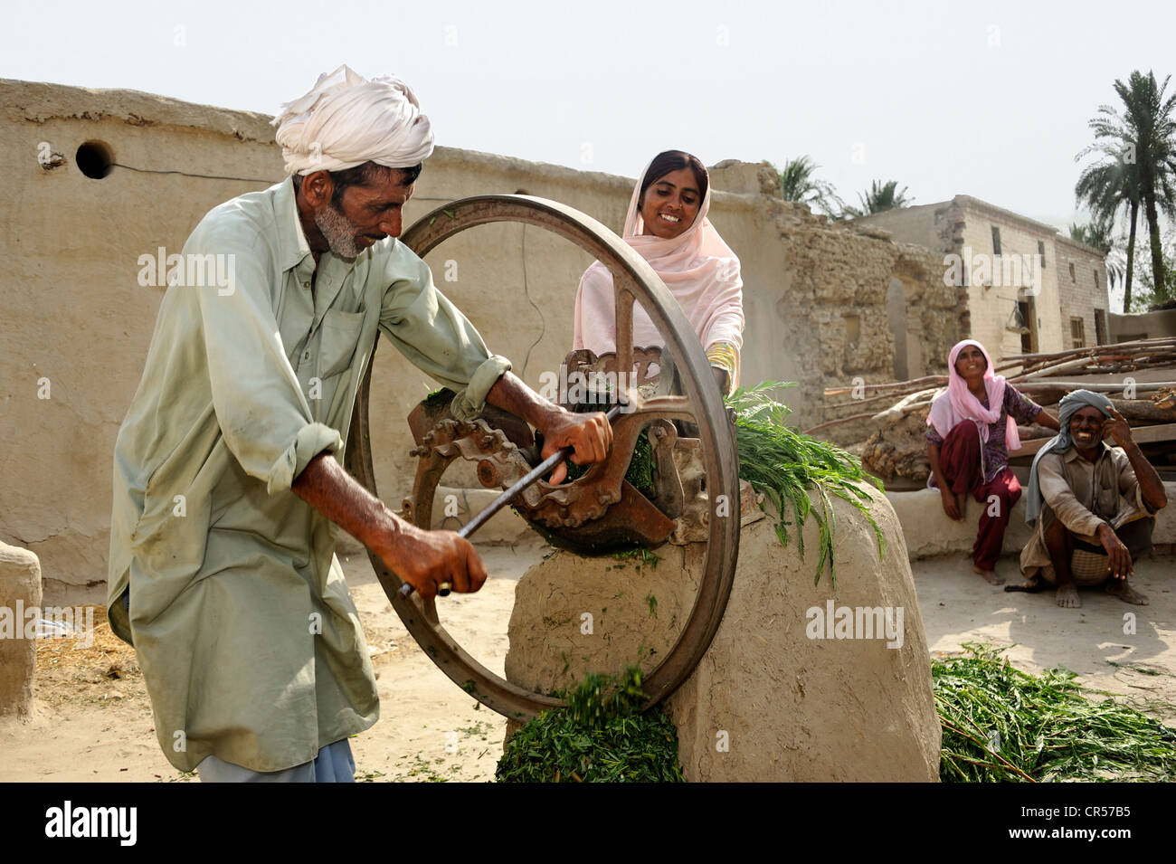 Bauer und seine Tochter sind Häckseln Rasen um es zu füttern, Ziegen und Rinder, Basti Lehar Walla Dorf, Punjab, Pakistan, Asien Stockfoto