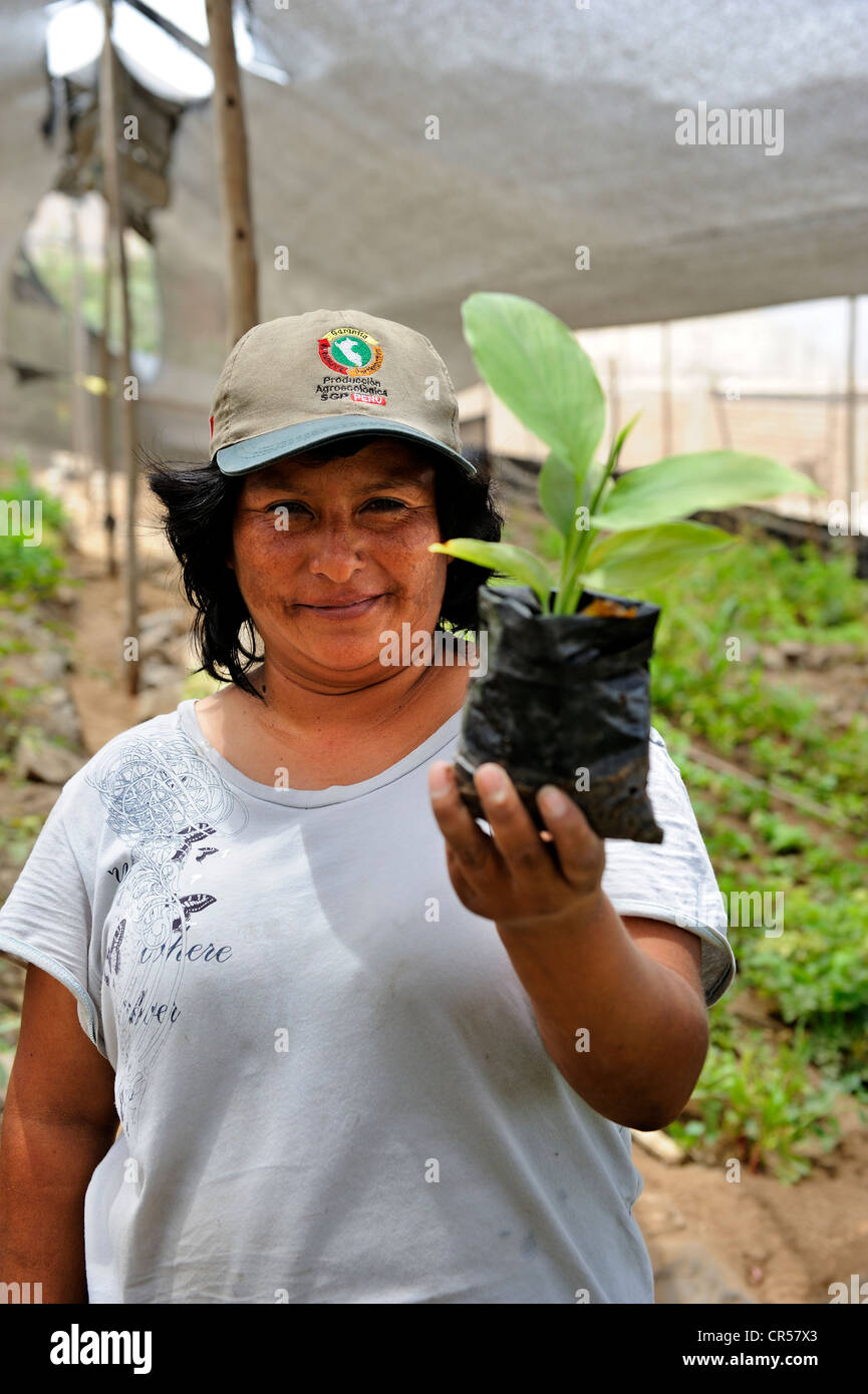 Frauen kooperative, organische Gemüsebau, Luxusweibchen stolz präsentieren ein Sämling, Pachacamac, Lima, Peru Stockfoto