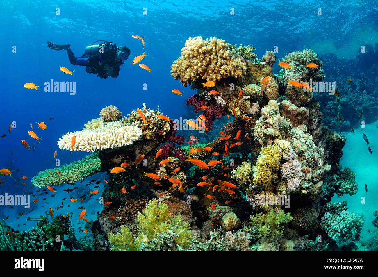 Ägypten, Rotes Meer, ein Korallenriff Stockfoto