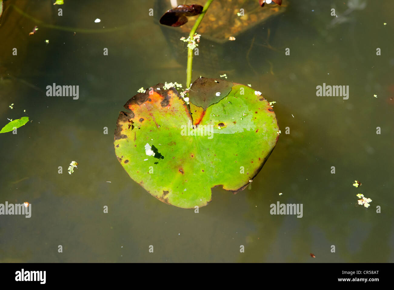 beschädigte Blätter in einem Gartenteich schwimmende Seerose Pad Stockfoto