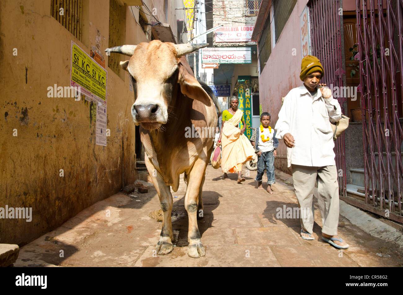 Heilige Kuh in den Straßen von Varanasi, Uttar Pradesh, Indien, Asien Stockfoto