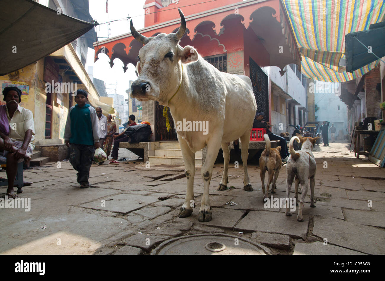Heilige Kuh in den Straßen von Varanasi, Uttar Pradesh, Indien, Asien Stockfoto