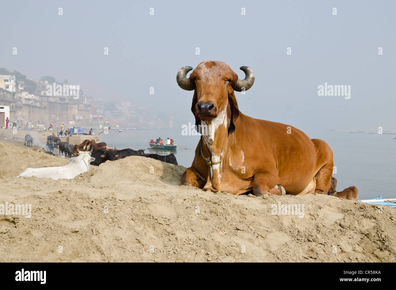 Heilige Kuh ruht auf den Ghats von Varanasi, Uttar Pradesh, Indien, Asien Stockfoto