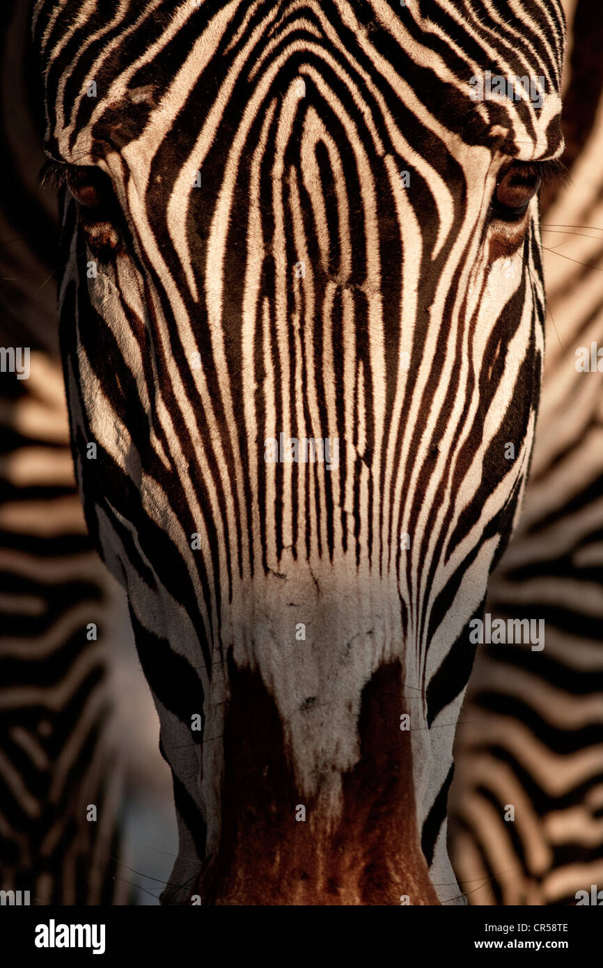 GREVY Zebra (Equus Grevyi) Stockfoto