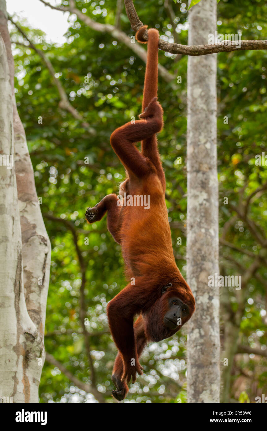 Roter Brüllaffe seidenen Greifschwanz. Roter Brüllaffe Seniculus Alouatta Juara Jurua rote Brüllaffen hängen von Pre Stockfoto