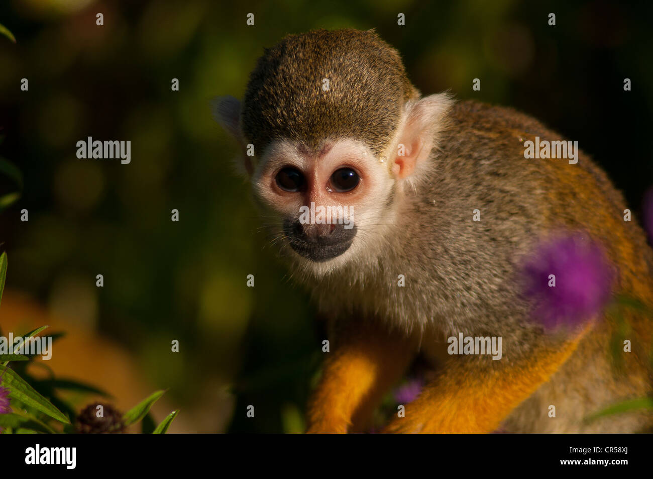 TOTENKOPFAFFEN Saimiri sciureus Stockfoto