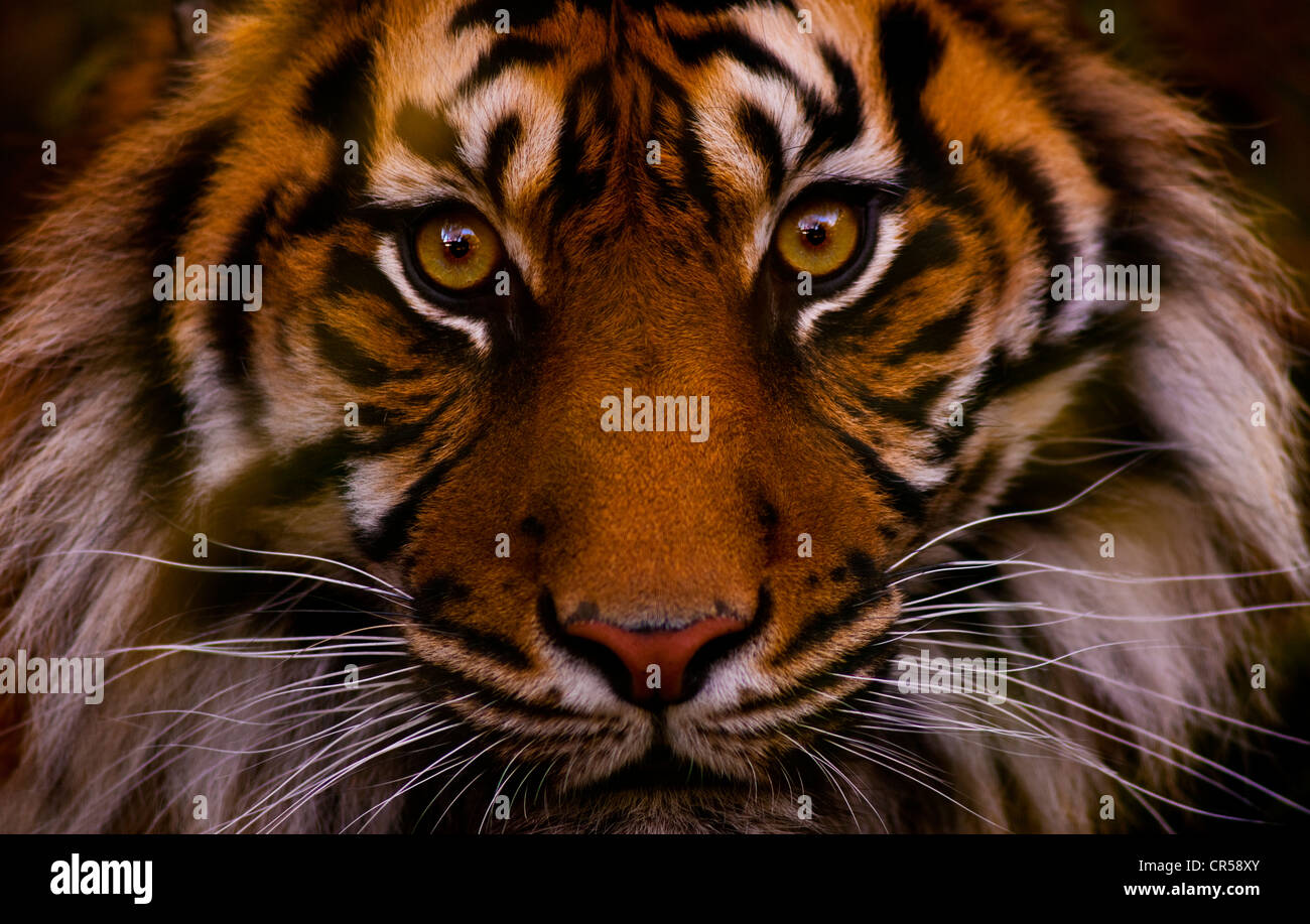 Tiger-Gesicht Stockfoto