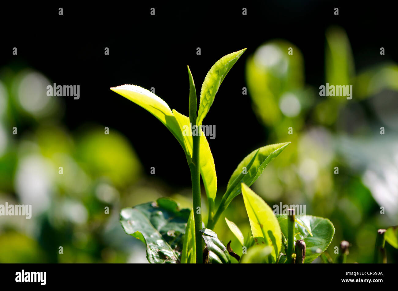 Teepflanzen in eines der Tee-Gärten in der Nähe von Kaziranga Nationalpark, Assam, Indien, Asien Stockfoto
