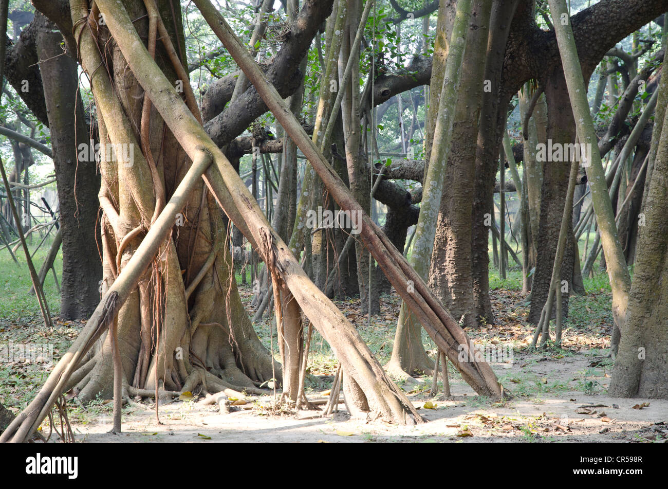 Einige der 3300 Luftwurzeln der weltweit größten Banyanbaum in Kolkatas Botanischer Garten, Kolkata, Westbengalen, Indien, Asien Stockfoto