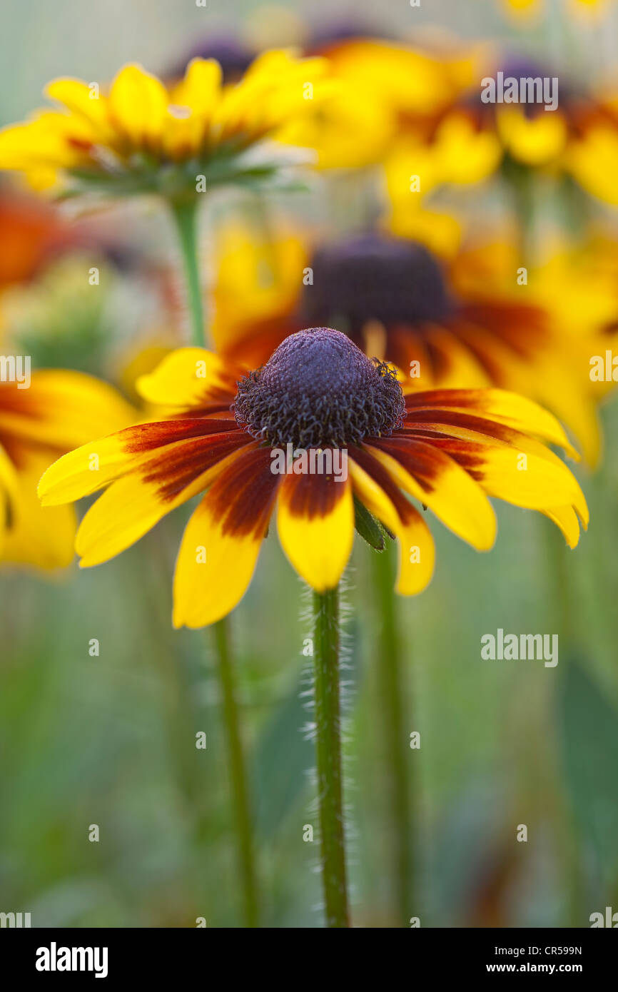 Ein Foto von Rudbeckia Blumen wachsen in einem Garten Stockfoto