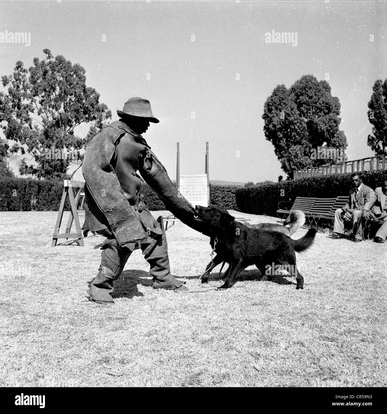Südafrika, 1950er Jahre. Ein schwarzer Landarbeiter training eine Wachhund. Stockfoto
