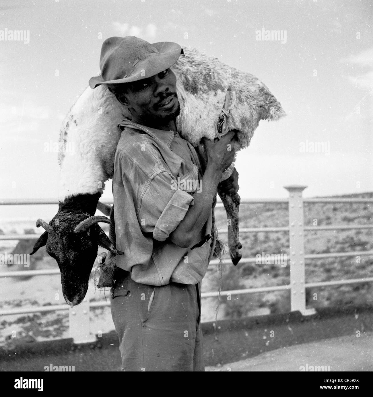 Südafrika, 1950er Jahre. Ein schwarzer Landarbeiter trägt ein Schaf auf seiner Schulter. Stockfoto
