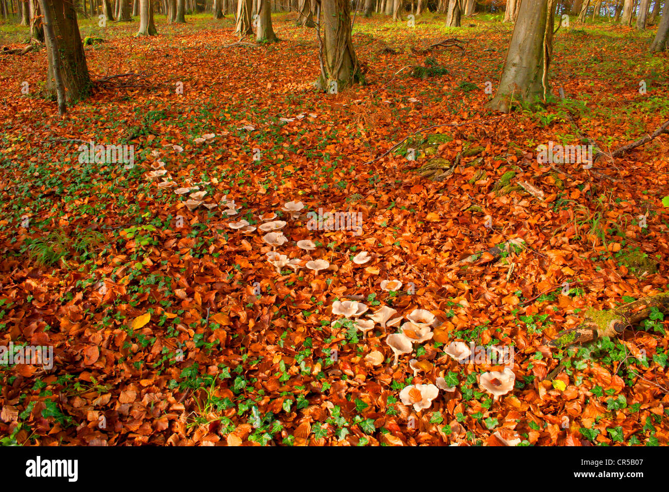 Kontrastreiche Troopingtrichter (clitocybe geogropa) Wildpilze im Wald um Eartham, West Sussex, England Stockfoto