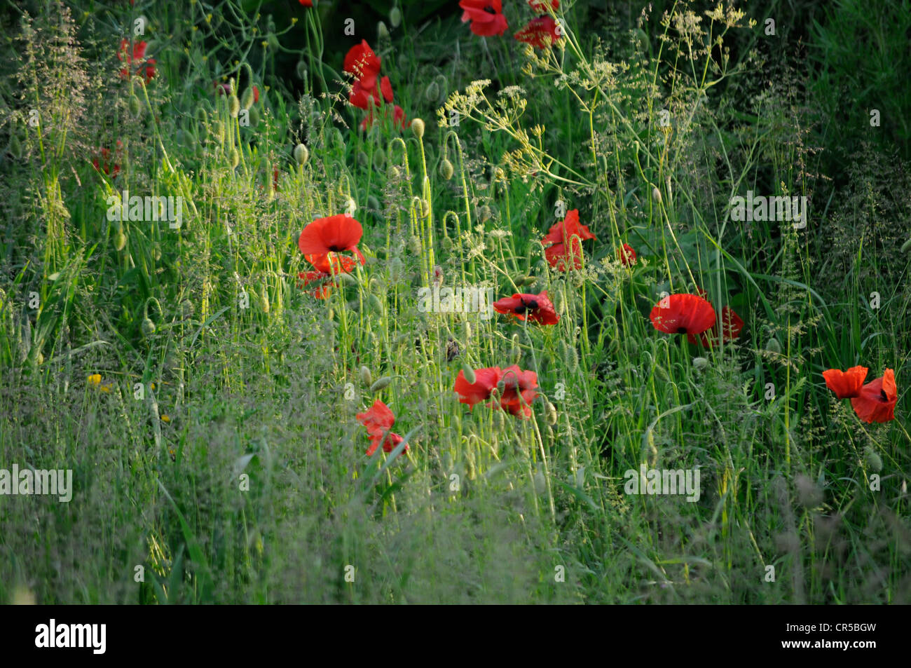 Ein Feld von Mohn in die große britische Landschaft im Sommer Stockfoto