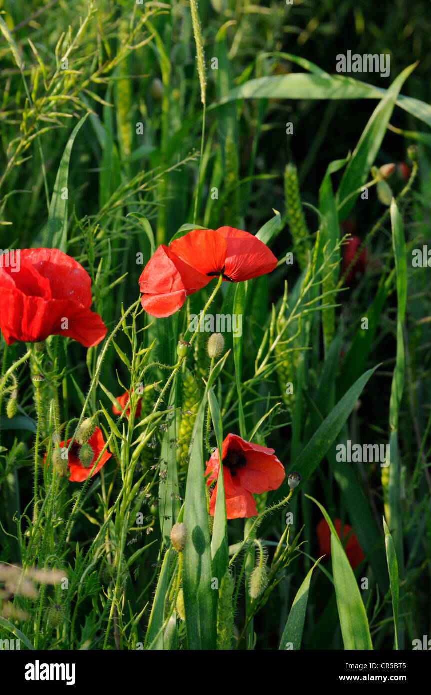 Großartige britische Landschaft, ein Feld von Mohn im Sommer Stockfoto