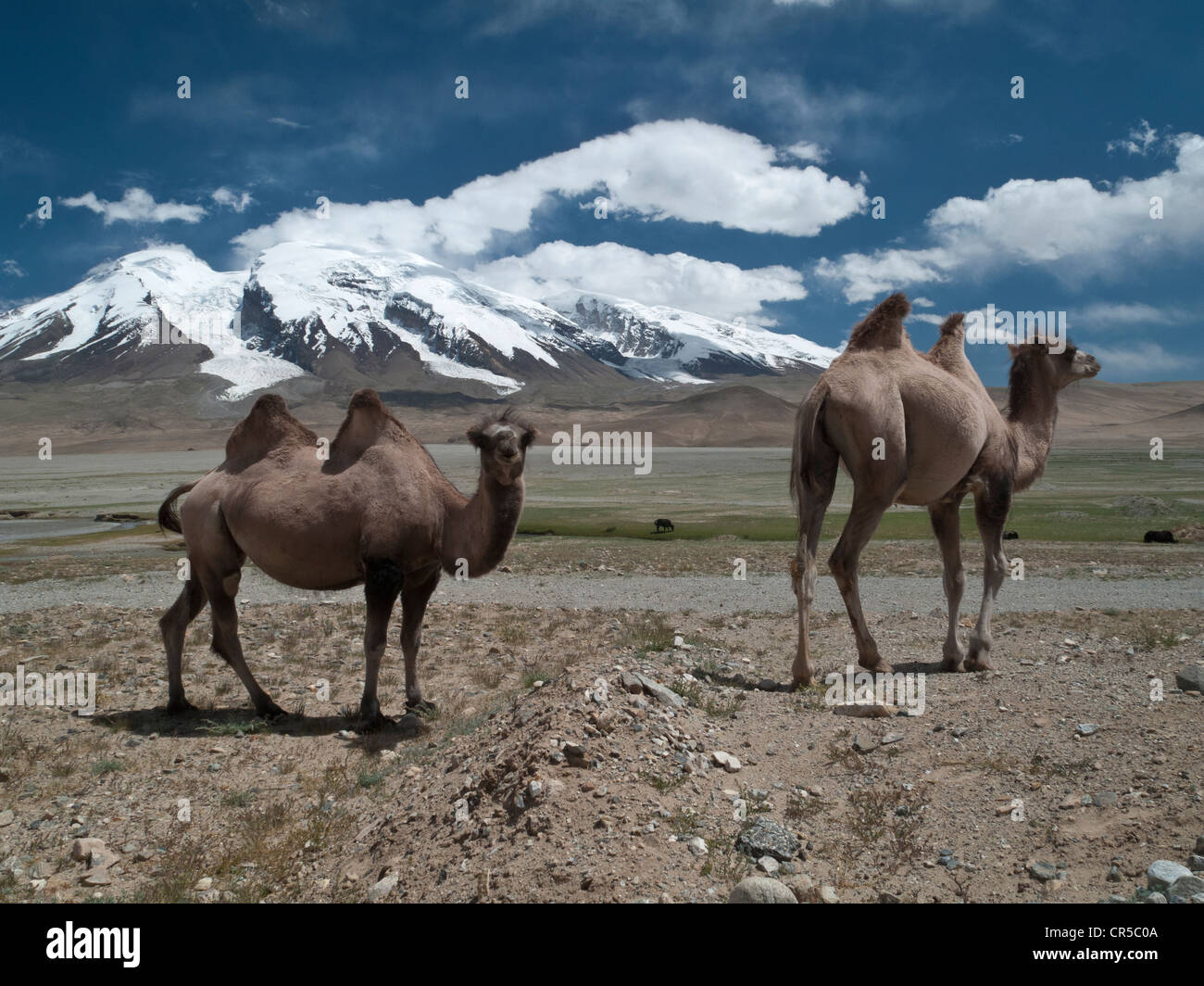 Baktrische Kamele (Camelus Bactrianus), vor Muztag Ata, 7546 m, "Vater des Eis Berge", einer der höchsten Gipfel Stockfoto