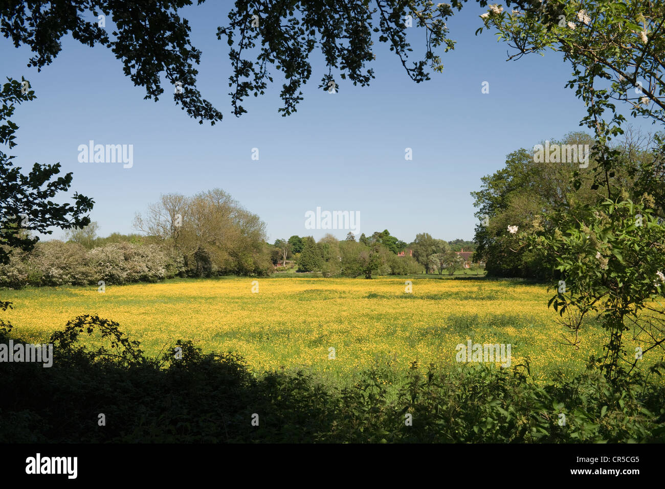 Bereichen Butterblumen und Gänseblümchen auf Streatley-1 Stockfoto