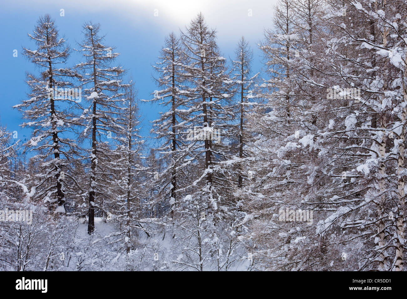 Lärchenwald in der Nähe von Weiler Le Villaron, Teil des Parc National De La Vanoise (La Vanoise nationale, Bessans, Savoie, Frankreich Stockfoto