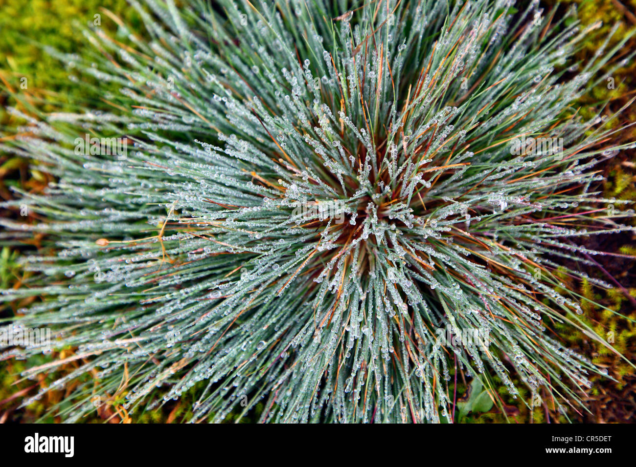 Regentropfen auf Düne grass, Spiekeroog, Niedersachsen, Deutschland, Europa. Stockfoto