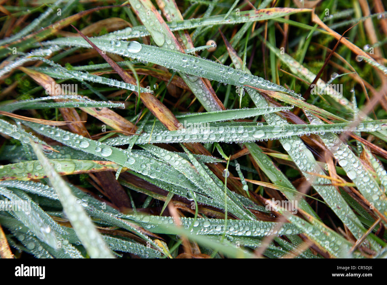 Regentropfen auf Düne grass, Spiekeroog, Niedersachsen, Deutschland, Europa. Stockfoto