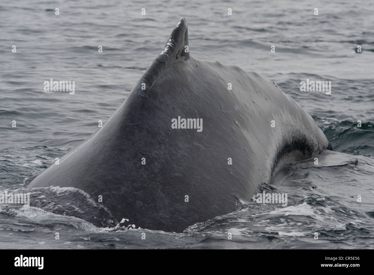 Buckelwal (Impressionen Novaeangliae) Tauchen während der Interaktion mit Whalewatch Boot. Monterey, Kalifornien, Pacific Ocean. Stockfoto