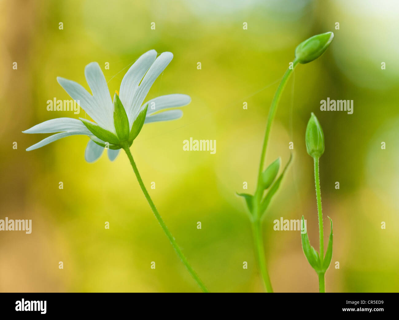 weiße Blume gelb Stockfoto