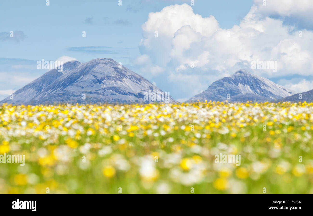 Felder von Blumen und Paps of Jura: Blick von Islay Stockfoto