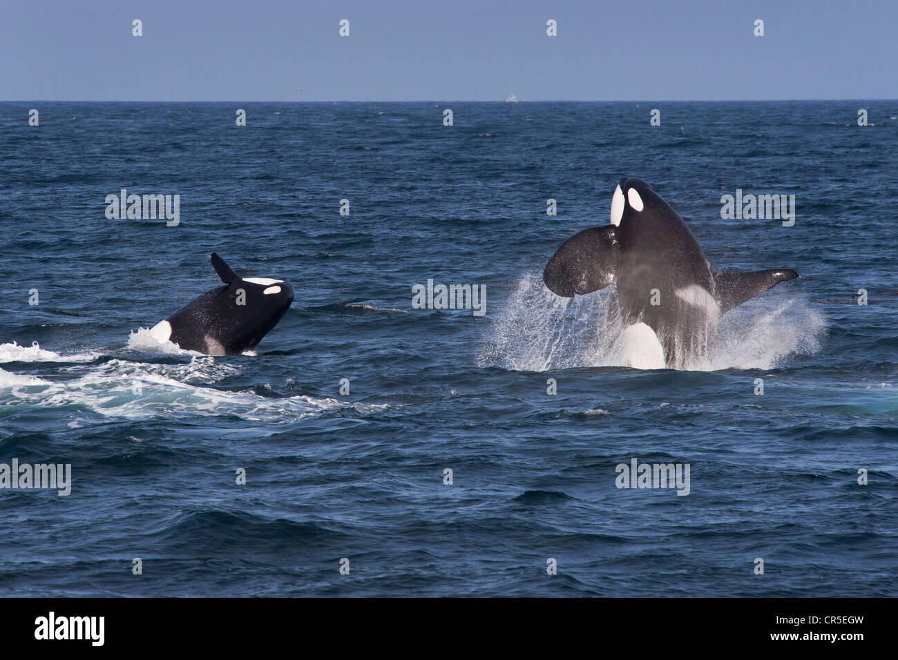 Transient Schwertwale/Orcas (Orcinus Orca). Männlich und weiblich, Verletzung, Monterey, Kalifornien, Pacific Ocean. Stockfoto