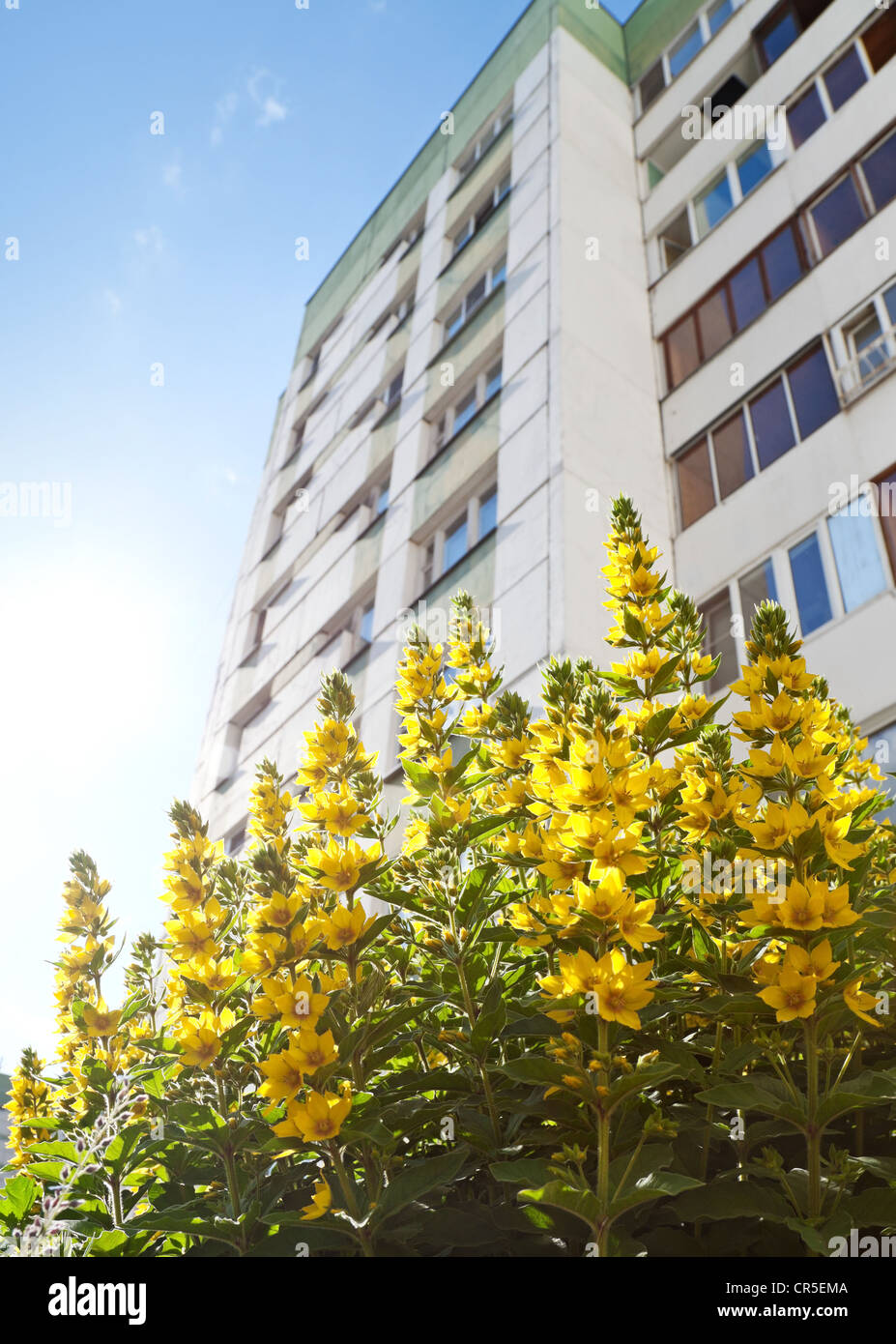 Leuchtend gelb kultivierte Blumen in der Stadt Stockfoto