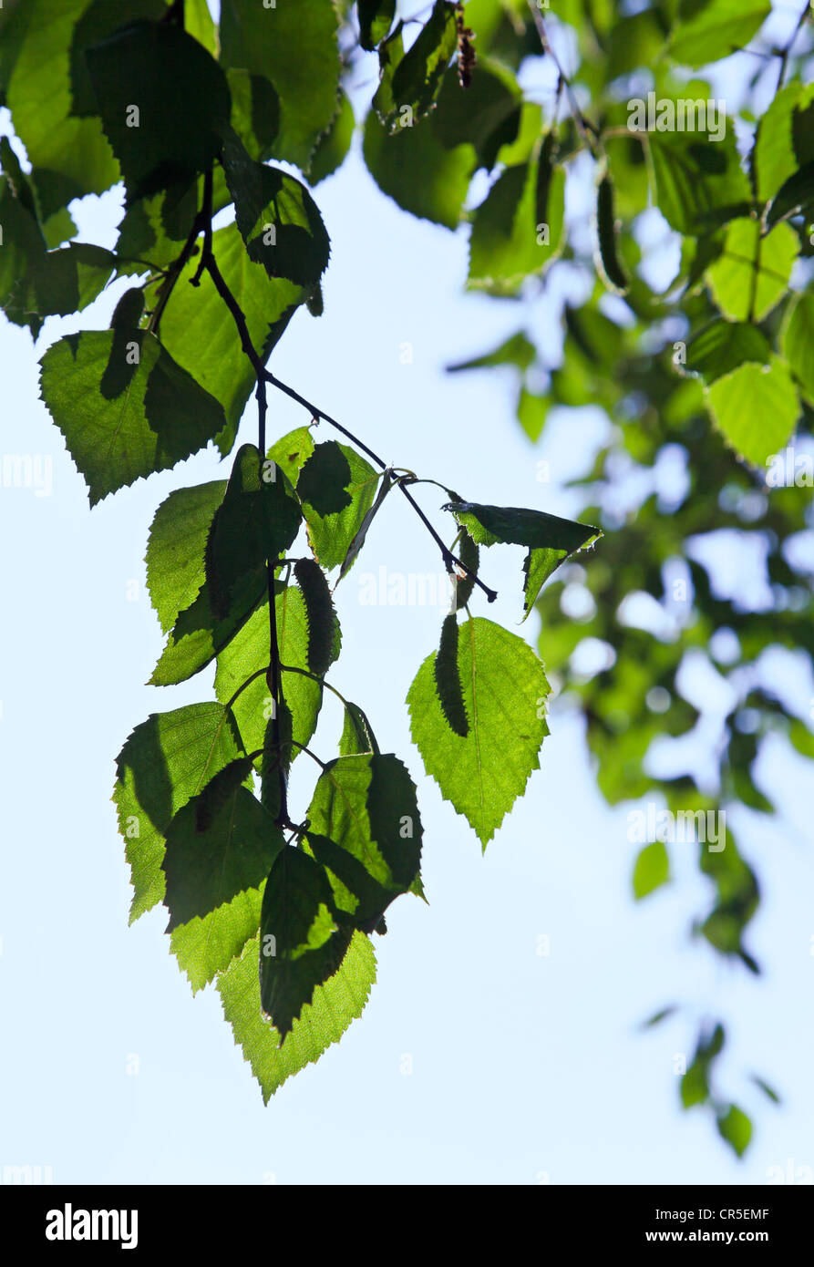 Helle Birke Blätter über dem blauen Himmel Stockfoto